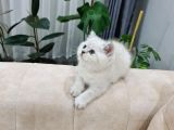 Özel Top Kafa Blue Point Yavrularım