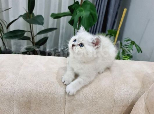Özel Top Kafa Blue Point Yavrularım görsel
