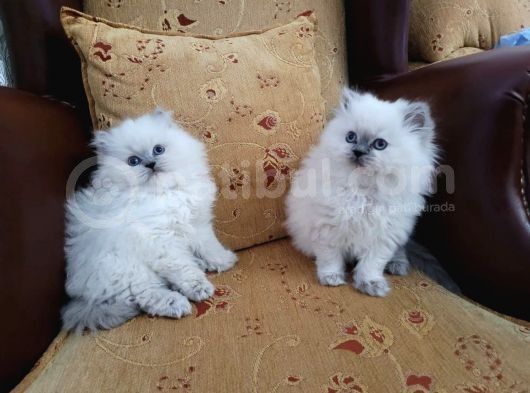 Özel Top Kafa Blue Point Yavrularım görsel