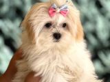 Dizayn Irk Morkie