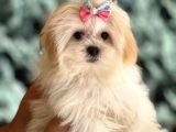 Dizayn Irk Morkie