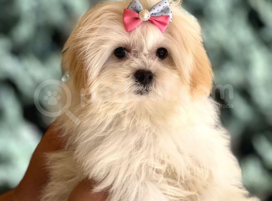 Dizayn Irk Morkie görsel