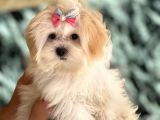 Dizayn Irk Morkie
