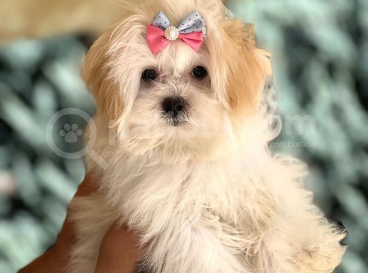 Dizayn ırk Morkie