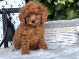 Orjinal Toy Poodle Yavrular
