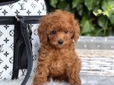 Orjinal Toy Poodle Yavrular