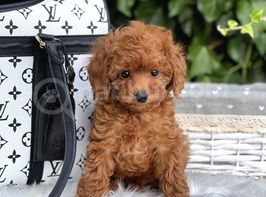 Orjinal Toy Poodle Yavrular görsel