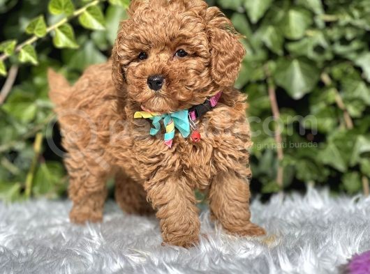 Birbirinden Güzel Toy Poodle Yavrular görsel