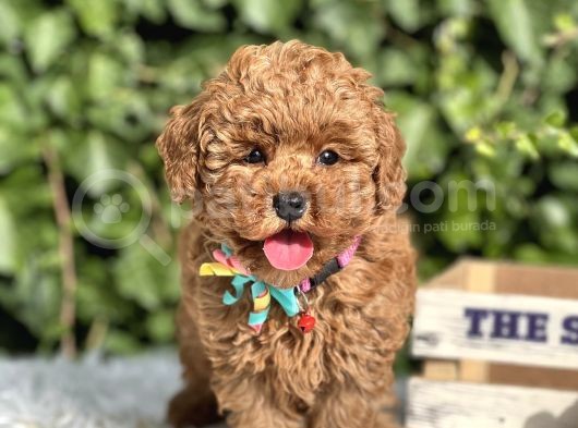 Birbirinden Güzel Toy Poodle Yavrular görsel