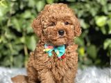 Birbirinden Güzel Toy Poodle Yavrular