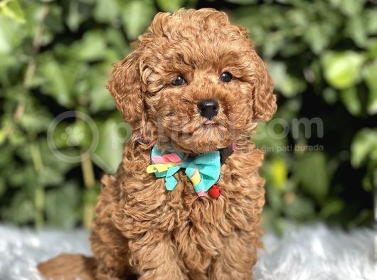 Birbirinden Güzel Toy Poodle Yavrular görsel