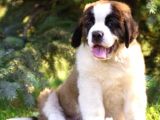 Orjinal Saint Bernard Yavrular