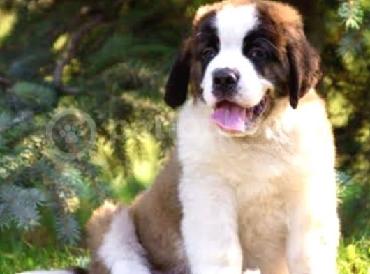 Orjinal Saint Bernard Yavrular görsel