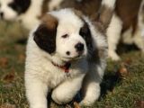 Orjinal Saint Bernard Yavrular