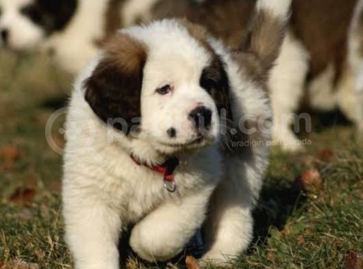Orjinal Saint Bernard Yavrular görsel