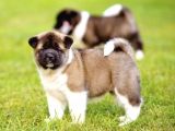Amerikan Akita