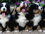 Orjinal Bernese Yavrular