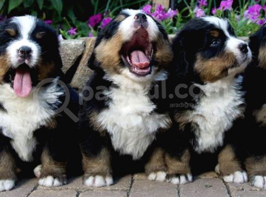 Orjinal Bernese Yavrular görsel