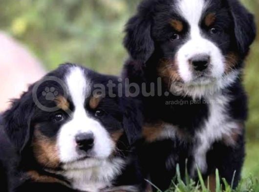 Orjinal bernese Yavrular
