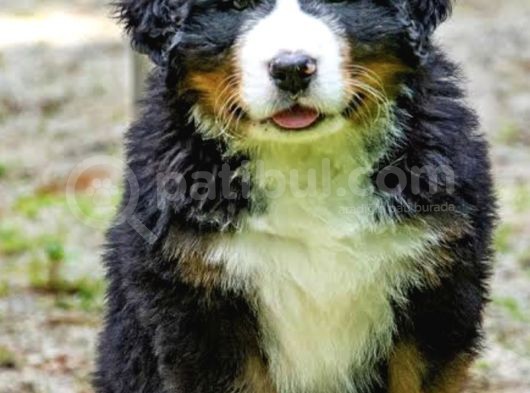 Orjinal Bernese Yavrular görsel