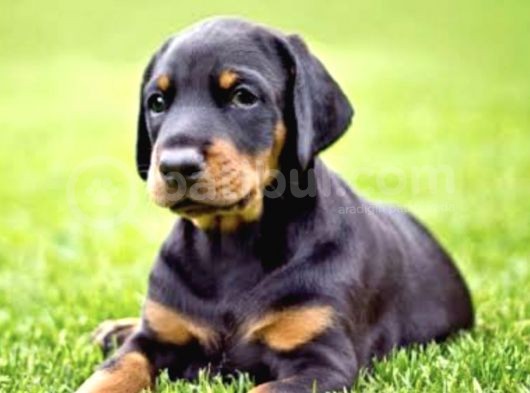 King Doberman yavruları