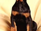 King Doberman Yavruları