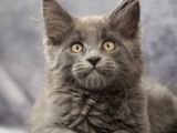 Orjinal Maine Coon Yavrular
