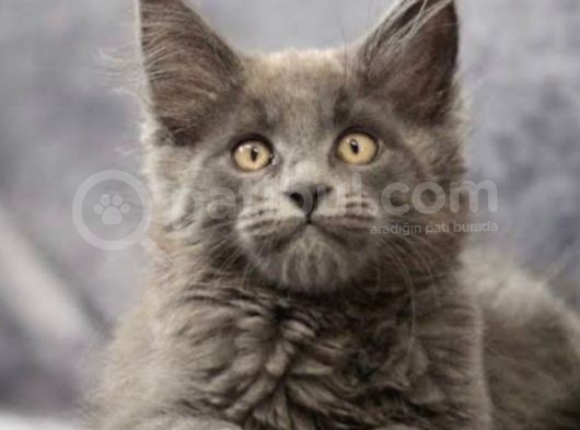 Orjinal Maine Coon Yavrular görsel