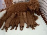 Anne Altından Orjinal Red Toy Poodle