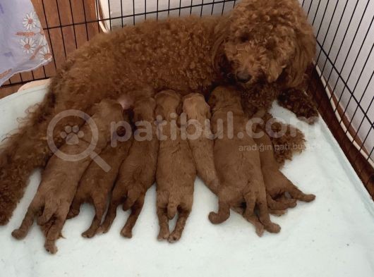 Anne Altından Orjinal Red Toy Poodle görsel