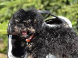 Özel Ve Nadir Renk Phantom Poodle