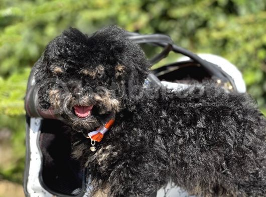 Özel Ve Nadir Renk Phantom Poodle görsel