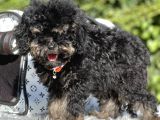Özel Ve Nadir Renk Phantom Poodle