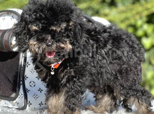 Özel Ve Nadir Renk Phantom Poodle görsel