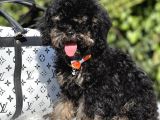 Özel Ve Nadir Renk Phantom Poodle