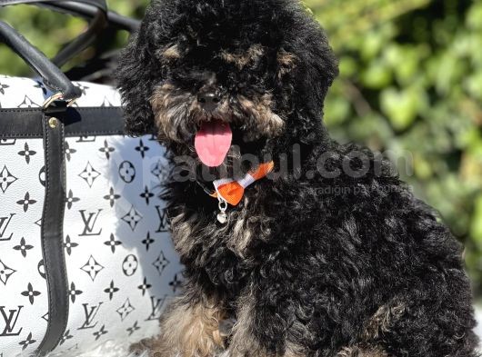 Özel Ve Nadir Renk Phantom Poodle görsel