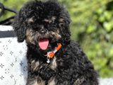 Özel ve Nadir renk Phantom Poodle