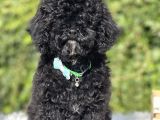 Siyah Poodle yavrumuz