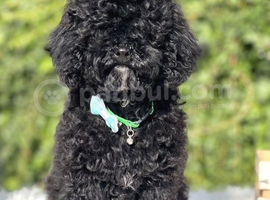 Siyah Poodle yavrumuz