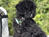 Siyah Poodle Yavrumuz