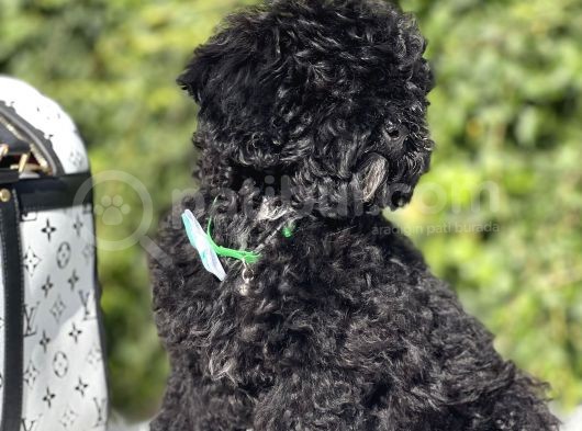 Siyah Poodle Yavrumuz görsel