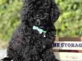 Siyah Poodle Yavrumuz