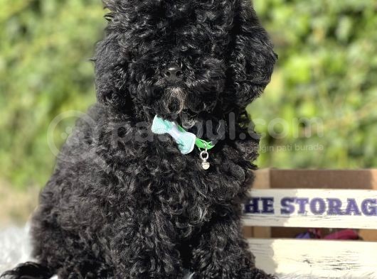 Siyah Poodle Yavrumuz görsel