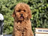 Red Miniatür Poodle Yavrumuz