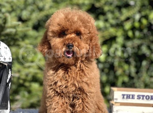 Red Miniatür Poodle Yavrumuz görsel