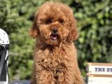 Red Miniatür Poodle Yavrumuz