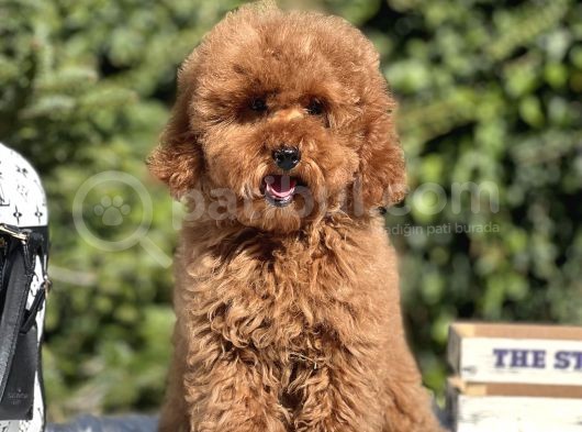 Red Miniatür Poodle Yavrumuz görsel