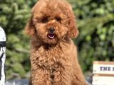 Red Miniatür Poodle Yavrumuz