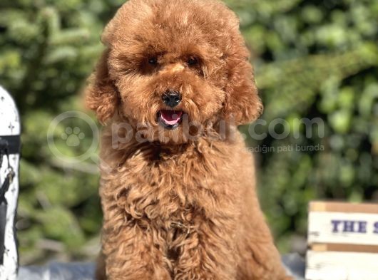 Red Miniatür Poodle Yavrumuz görsel