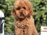 Red Miniatür Poodle yavrumuz